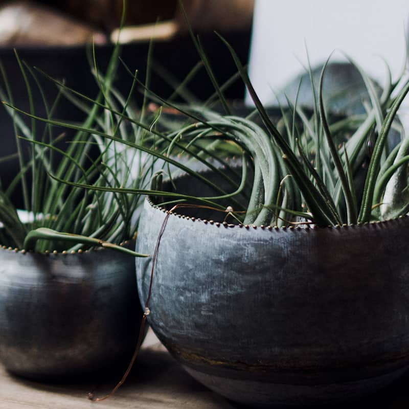 Three metal pots with plants on a wooden table.